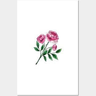 Pink Peony Stem Posters and Art